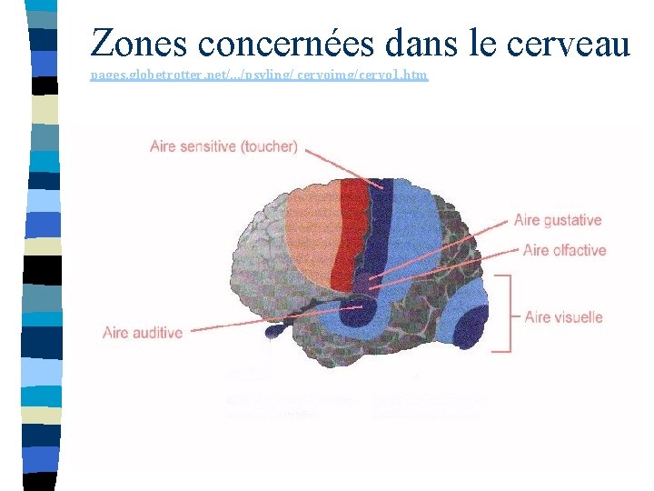 Zones concernées dans le cerveau pages. globetrotter. net/. . . /psyling/ cervoimg/cervo 1. htm