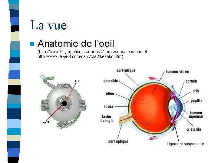 La vue n Anatomie de l’oeil (http: //www 3. sympatico. ca/nanou 1/corps/sens. htm et