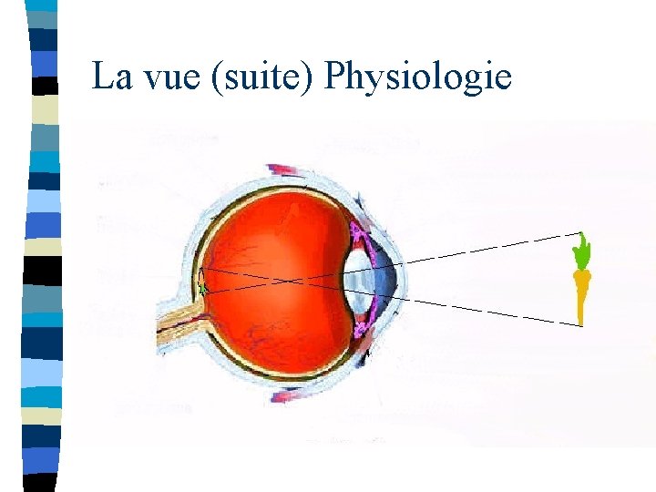 La vue (suite) Physiologie 