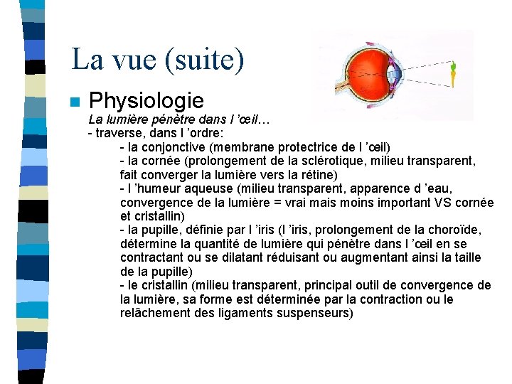 La vue (suite) n Physiologie La lumière pénètre dans l ’œil… - traverse, dans