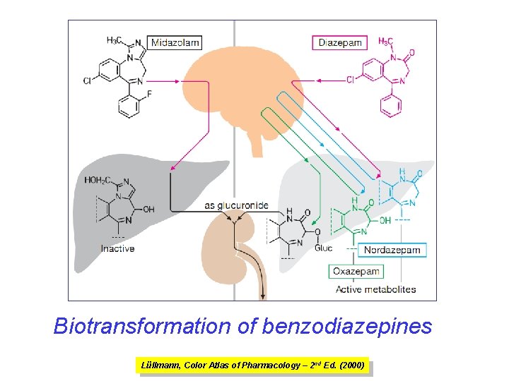 Biotransformation of benzodiazepines Lüllmann, Color Atlas of Pharmacology – 2 nd Ed. (2000) 