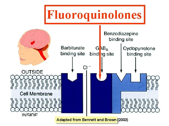 Fluoroquinolones Adapted from Bennett and Brown (2003) 
