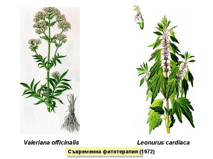 Valeriana officinalis Leonurus cardiaca Съвременна фитотерапия (1972) 