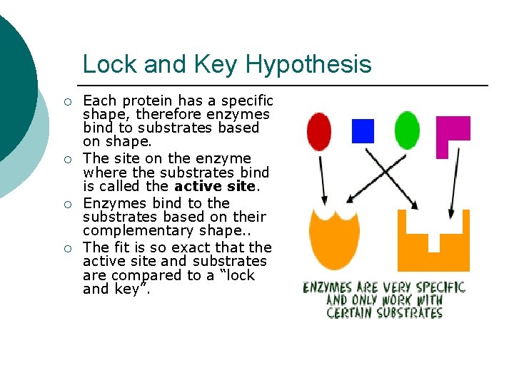 Enzymes a special type of protein What are