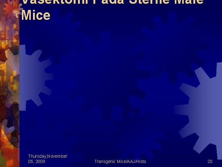 Vasektomi Pada Sterile Male Mice Thursday, November 05, 2009 Transgenic Mice/AAJ/Histo 20 