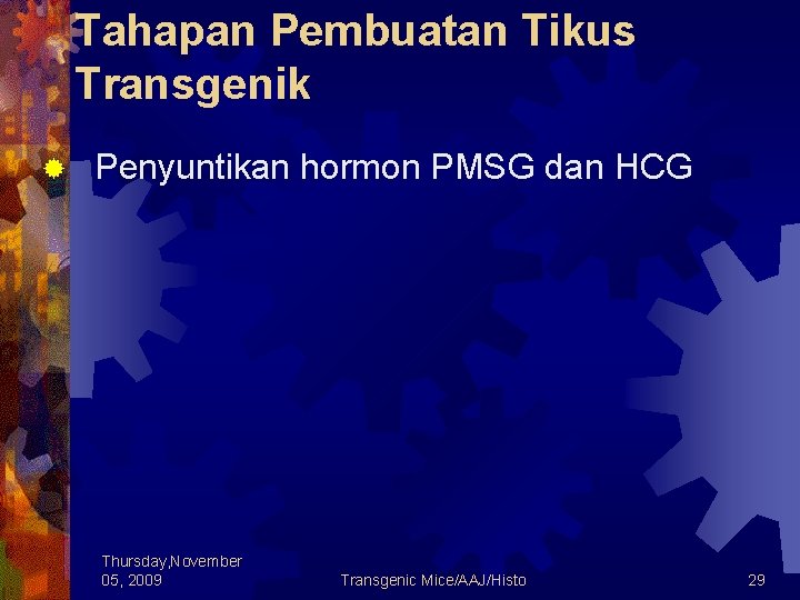 Tahapan Pembuatan Tikus Transgenik ® Penyuntikan hormon PMSG dan HCG Thursday, November 05, 2009