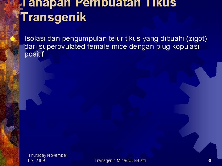 Tahapan Pembuatan Tikus Transgenik ® Isolasi dan pengumpulan telur tikus yang dibuahi (zigot) dari