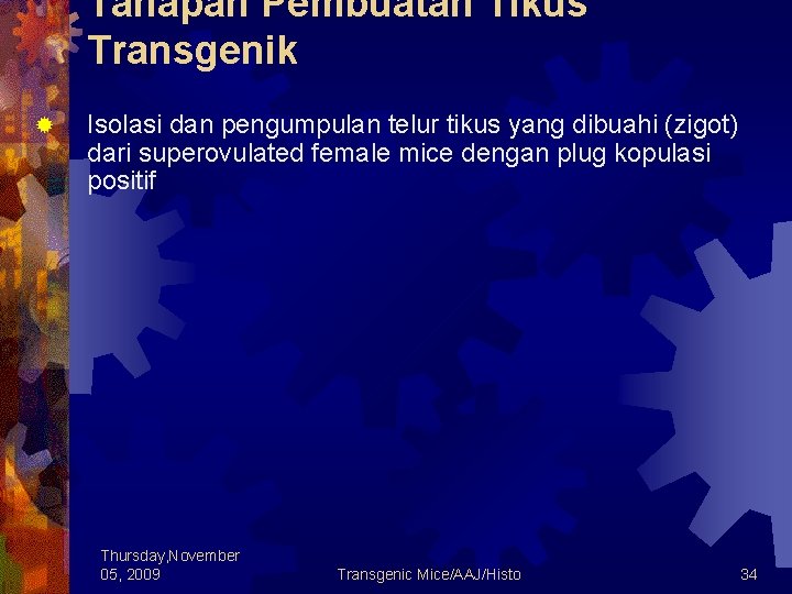 Tahapan Pembuatan Tikus Transgenik ® Isolasi dan pengumpulan telur tikus yang dibuahi (zigot) dari