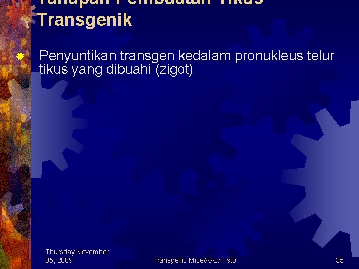 Tahapan Pembuatan Tikus Transgenik ® Penyuntikan transgen kedalam pronukleus telur tikus yang dibuahi (zigot)