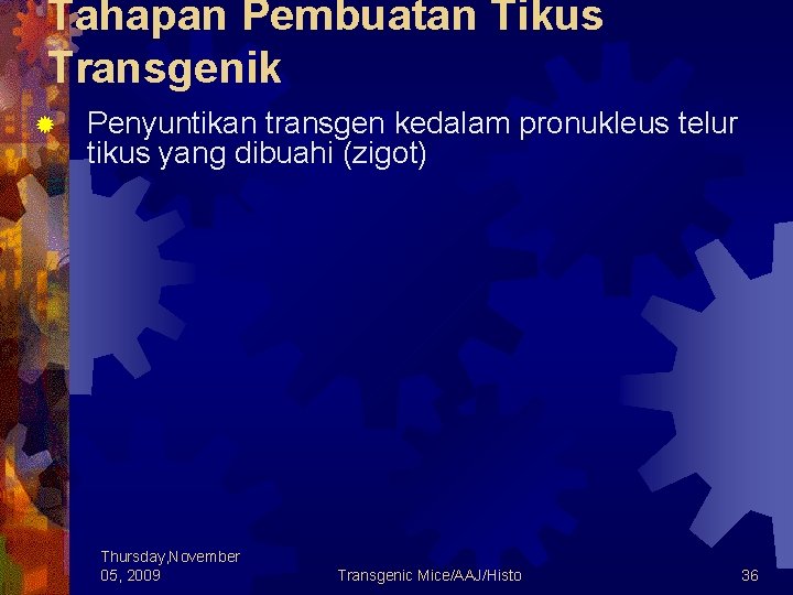 Tahapan Pembuatan Tikus Transgenik ® Penyuntikan transgen kedalam pronukleus telur tikus yang dibuahi (zigot)
