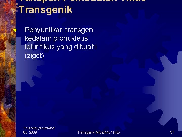 Tahapan Pembuatan Tikus Transgenik ® Penyuntikan transgen kedalam pronukleus telur tikus yang dibuahi (zigot)