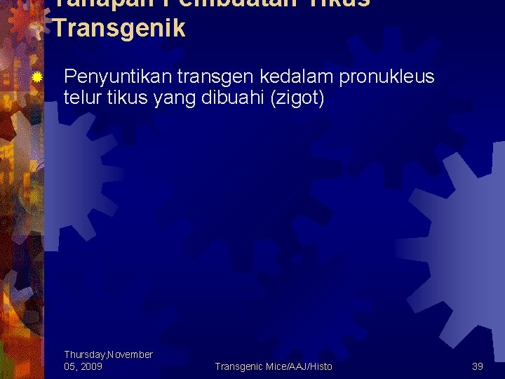 Tahapan Pembuatan Tikus Transgenik ® Penyuntikan transgen kedalam pronukleus telur tikus yang dibuahi (zigot)