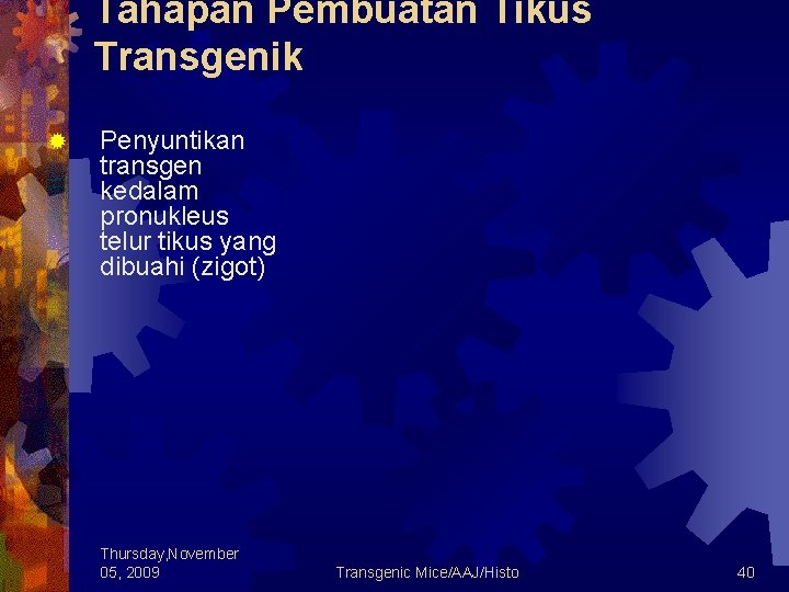 Tahapan Pembuatan Tikus Transgenik ® Penyuntikan transgen kedalam pronukleus telur tikus yang dibuahi (zigot)