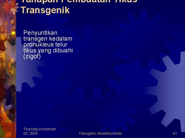 Tahapan Pembuatan Tikus Transgenik ® Penyuntikan transgen kedalam pronukleus telur tikus yang dibuahi (zigot)