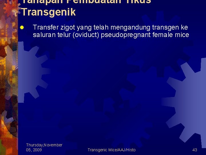Tahapan Pembuatan Tikus Transgenik ® Transfer zigot yang telah mengandung transgen ke saluran telur