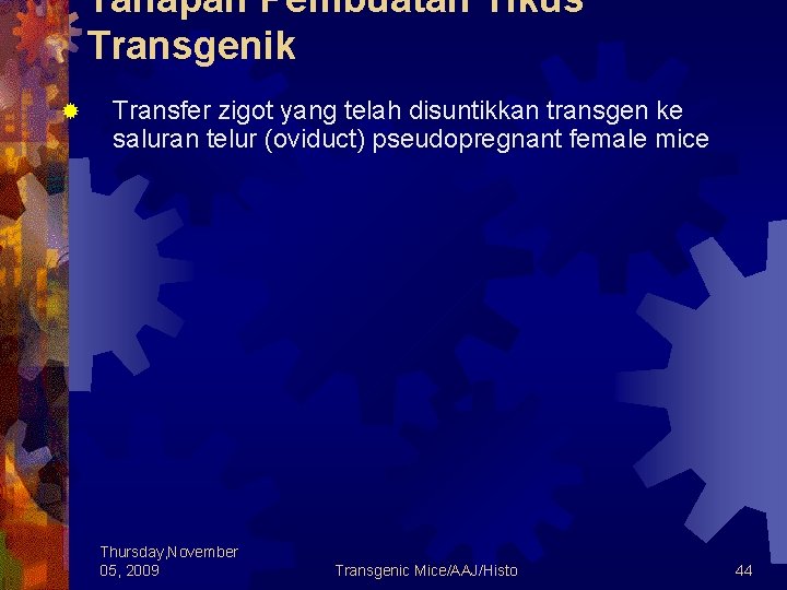 Tahapan Pembuatan Tikus Transgenik ® Transfer zigot yang telah disuntikkan transgen ke saluran telur