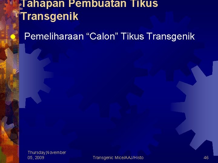 Tahapan Pembuatan Tikus Transgenik ® Pemeliharaan “Calon” Tikus Transgenik Thursday, November 05, 2009 Transgenic