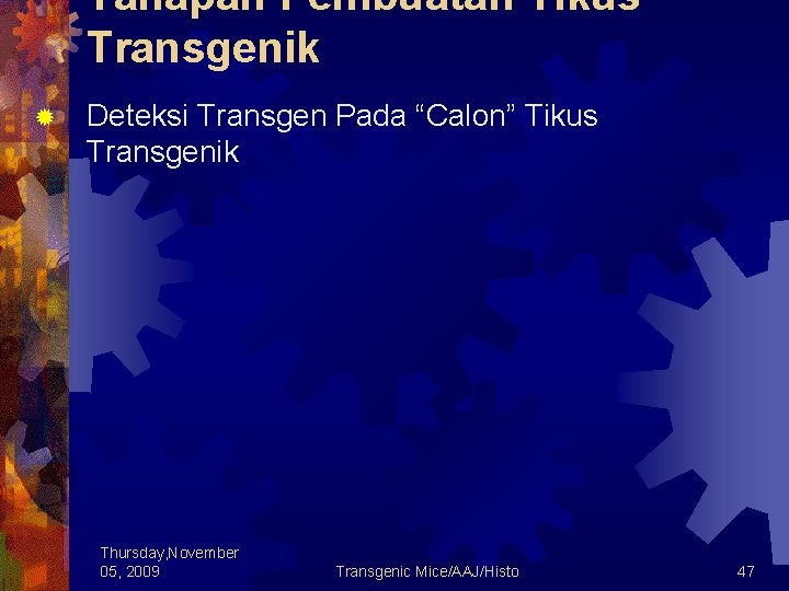 Tahapan Pembuatan Tikus Transgenik ® Deteksi Transgen Pada “Calon” Tikus Transgenik Thursday, November 05,