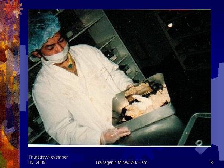 Thursday, November 05, 2009 Transgenic Mice/AAJ/Histo 53 