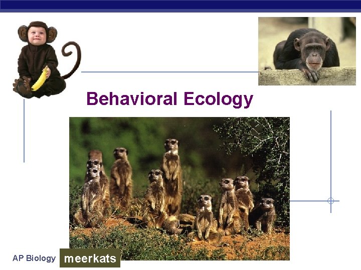 Behavioral Ecology AP Biology meerkats 