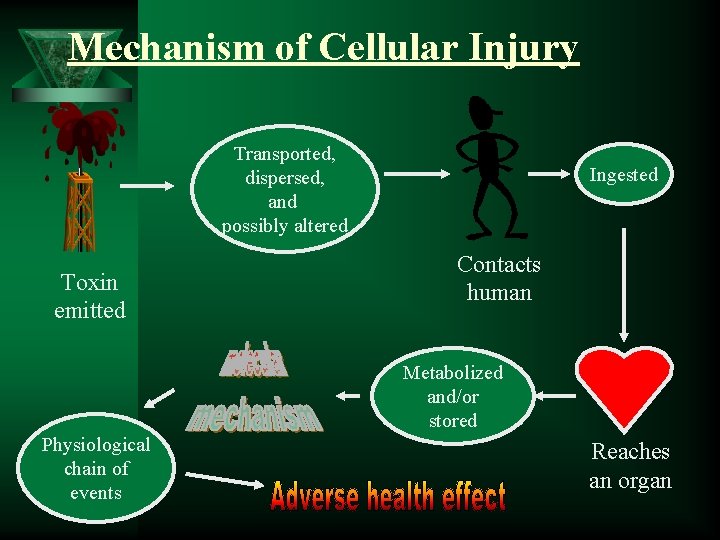 Mechanism of Cellular Injury Transported, dispersed, and possibly altered Toxin emitted Ingested Contacts human