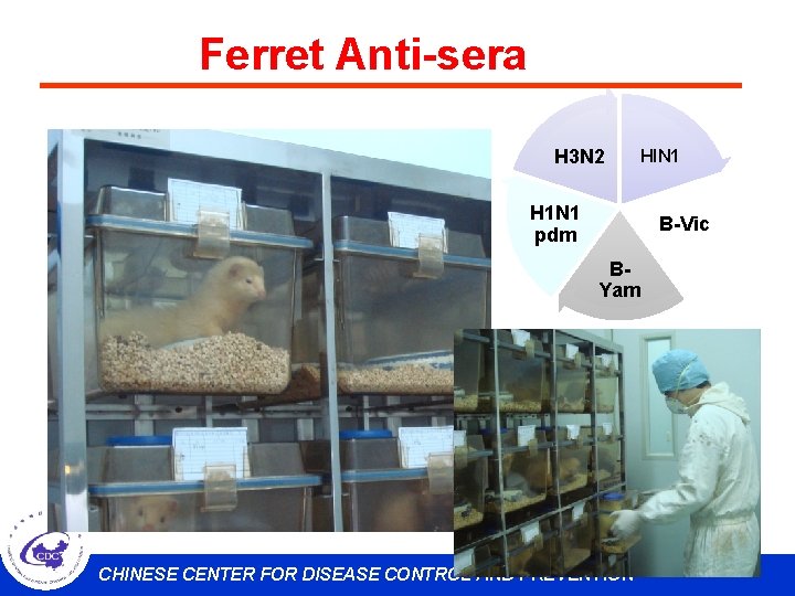 Ferret Anti-sera H 3 N 2 HIN 1 H 1 N 1 pdm B-Vic