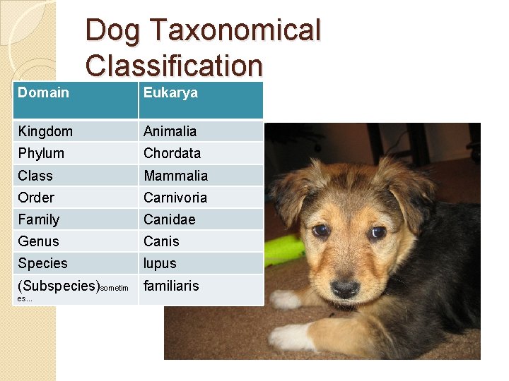 Dog Taxonomical Classification Domain Eukarya Kingdom Animalia Phylum Chordata Class Mammalia Order Carnivoria Family