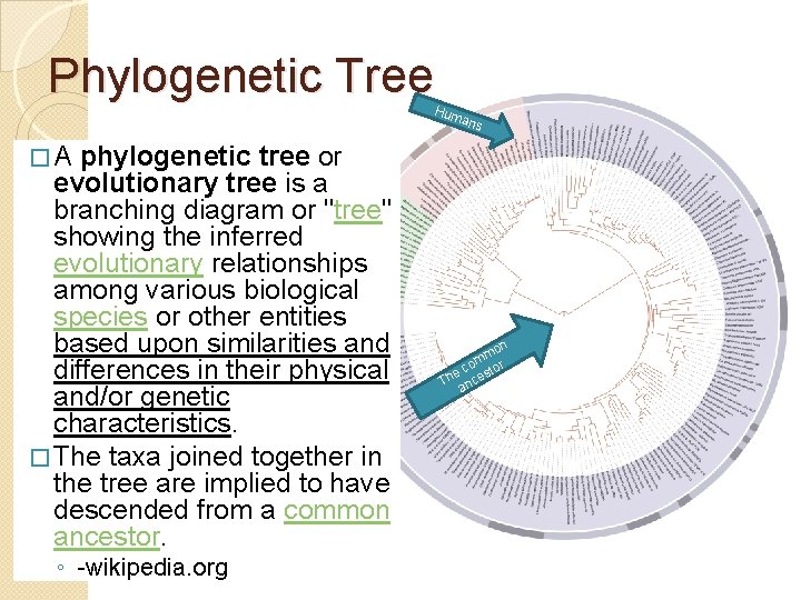 Phylogenetic Tree Hum ans �A phylogenetic tree or evolutionary tree is a branching diagram