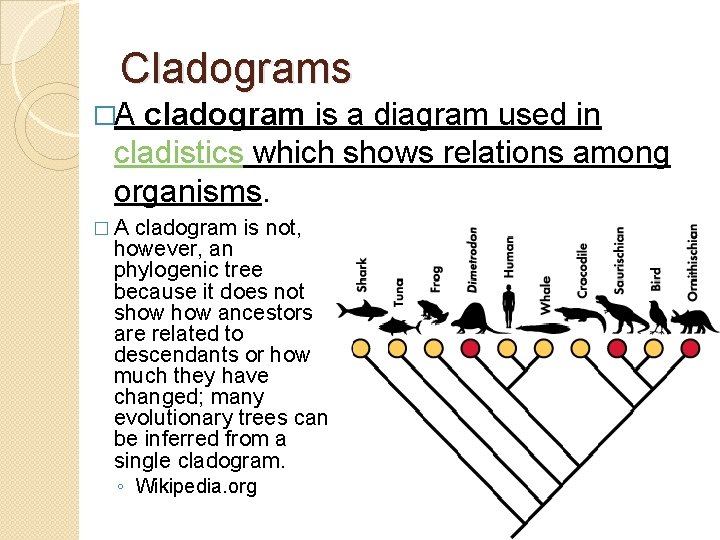 Cladograms �A cladogram is a diagram used in cladistics which shows relations among organisms.