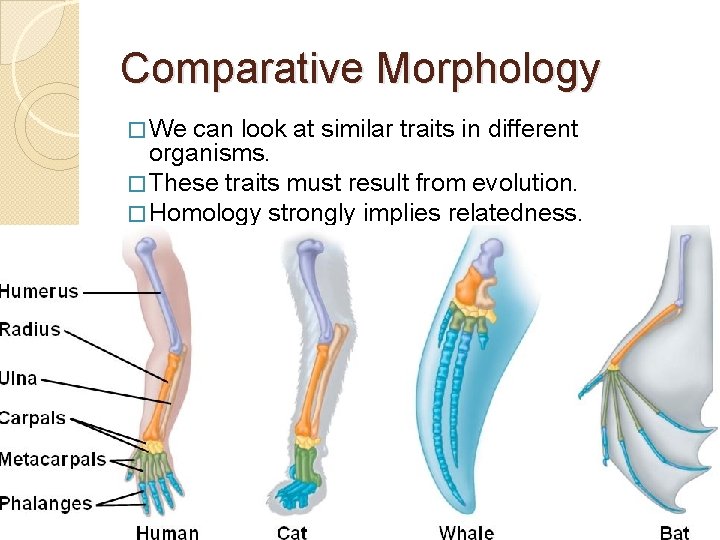 Comparative Morphology � We can look at similar traits in different organisms. � These