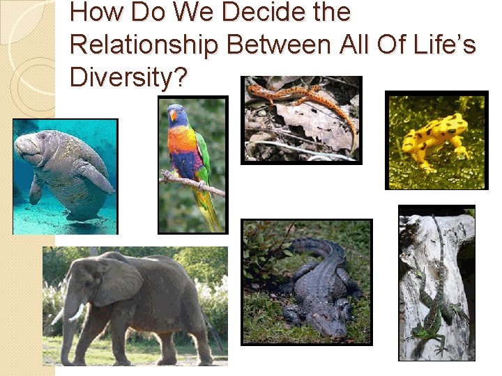 How Do We Decide the Relationship Between All Of Life’s Diversity? 