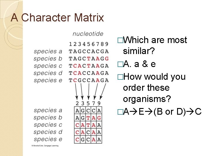 A Character Matrix �Which are most similar? �A. a & e �How would you