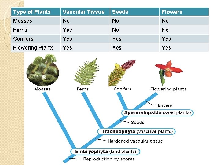 Type of Plants Vascular Tissue Seeds Flowers Mosses No No No Ferns Yes No