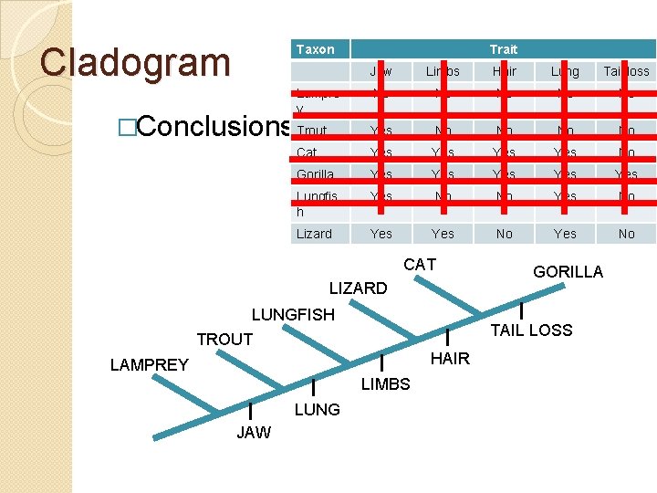 Cladogram Taxon Trait Jaw Limbs Hair Lung Tail loss No No No Yes No