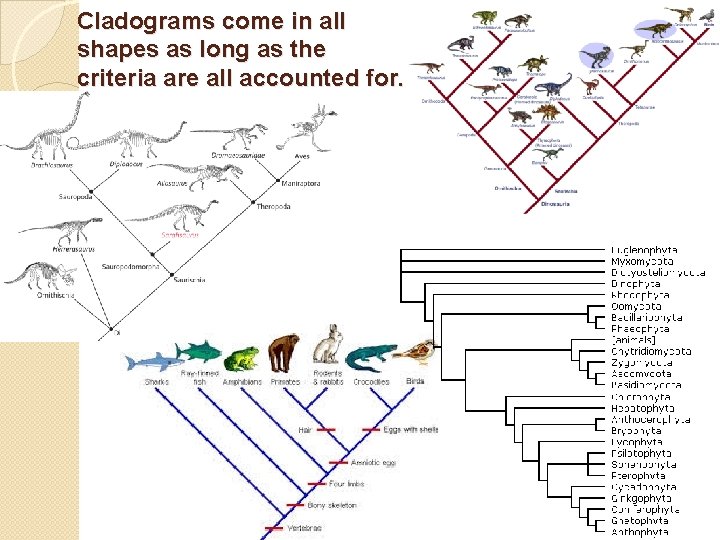 Cladograms come in all shapes as long as the criteria are all accounted for.