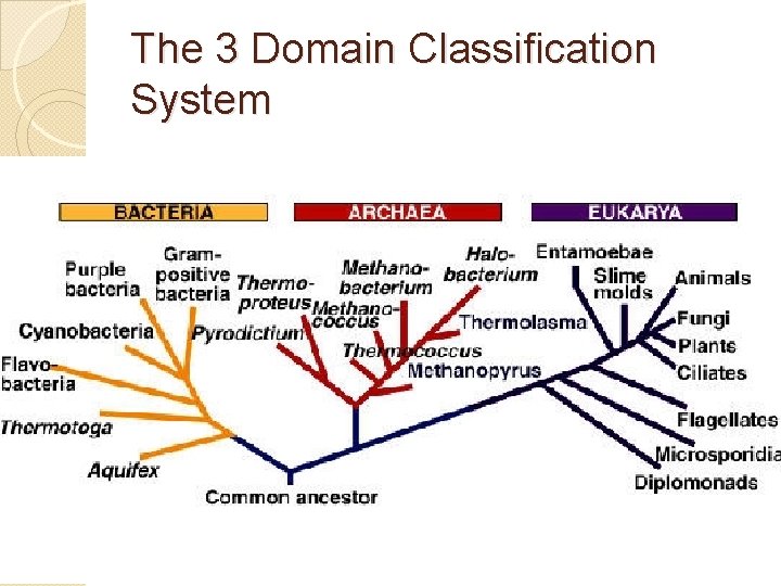 The 3 Domain Classification System 