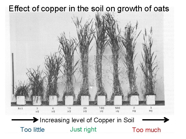 Effect of copper in the soil on growth of oats Increasing level of Copper