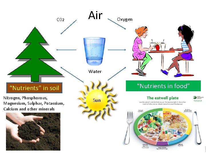 C 02 Air Oxygen Water “Nutrients in food” “Nutrients” in soil Nitrogen, Phosphorous, Magnesium,