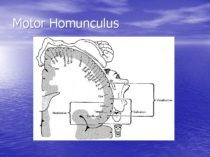 Motor Homunculus 