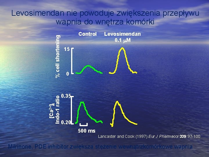 [Ca 2+]i Indo-1 ratio % cell shortening Levosimendan nie powoduje zwiększenia przepływu wapnia do