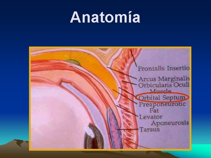 Anatomía Anatomía