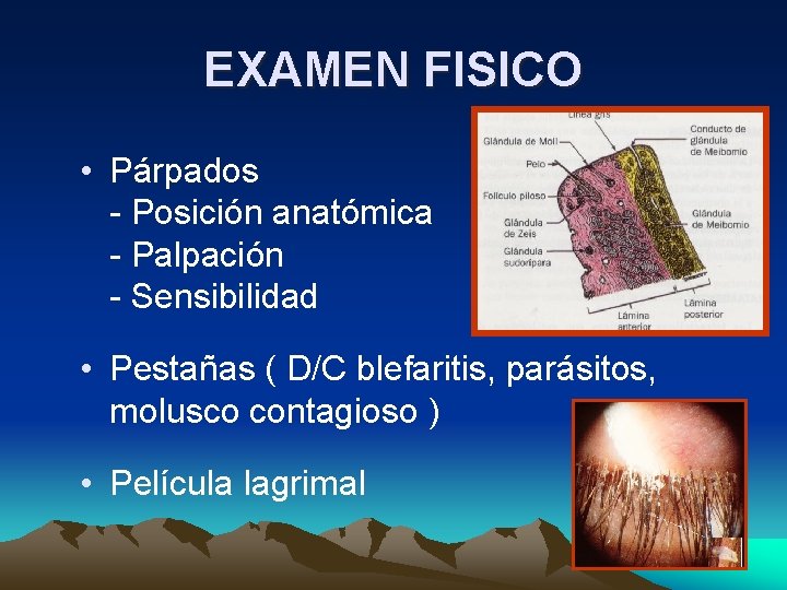 EXAMEN FISICO • Párpados - Posición anatómica - Palpación - Sensibilidad • Pestañas ( EXAMEN FISICO • Párpados - Posición anatómica - Palpación - Sensibilidad • Pestañas (