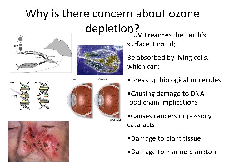 Why is there concern about ozone depletion? If UVB reaches the Earth’s surface it