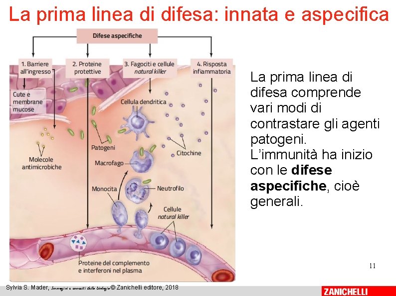 La prima linea di difesa: innata e aspecifica La prima linea di difesa comprende