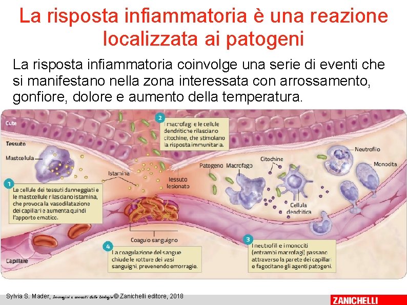 La risposta infiammatoria è una reazione localizzata ai patogeni La risposta infiammatoria coinvolge una