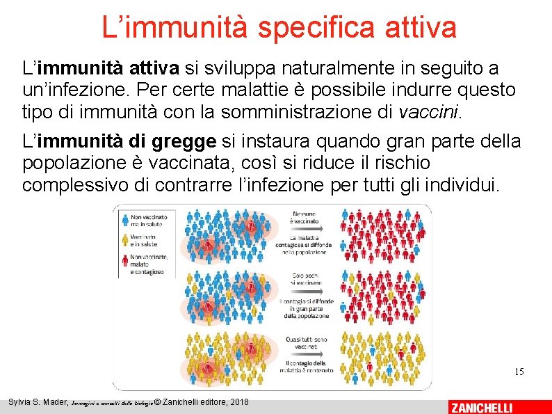 L’immunità specifica attiva L’immunità attiva si sviluppa naturalmente in seguito a un’infezione. Per certe
