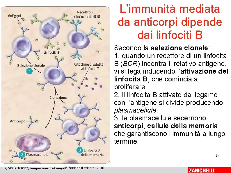 L’immunità mediata da anticorpi dipende dai linfociti B Secondo la selezione clonale: 1. quando