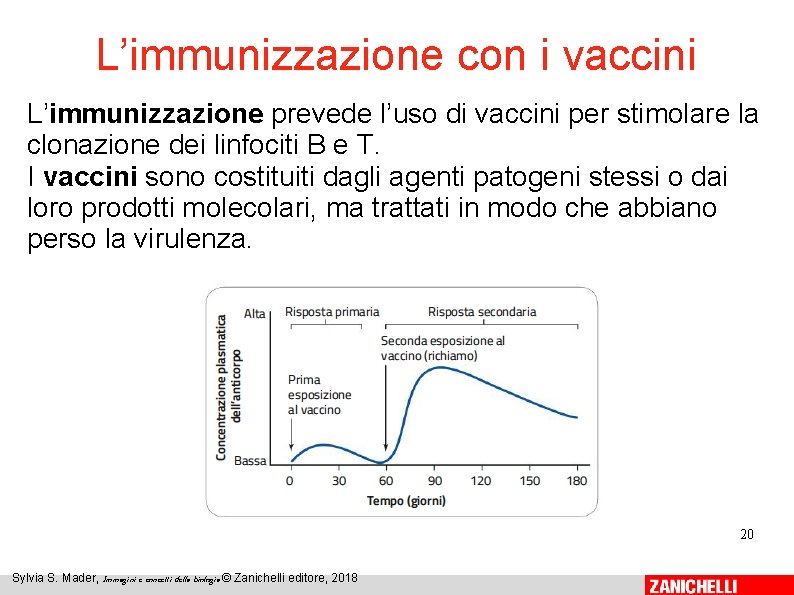 L’immunizzazione con i vaccini L’immunizzazione prevede l’uso di vaccini per stimolare la clonazione dei
