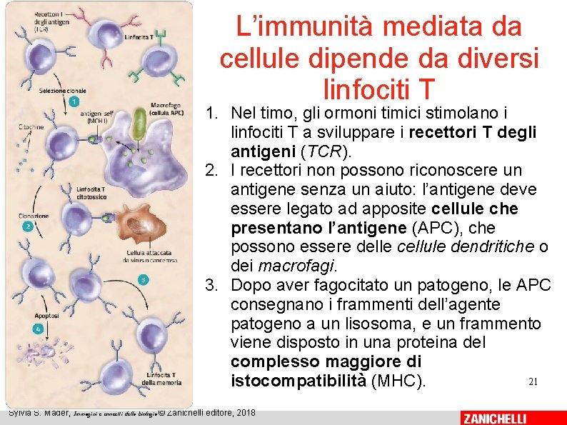L’immunità mediata da cellule dipende da diversi linfociti T 1. Nel timo, gli ormoni