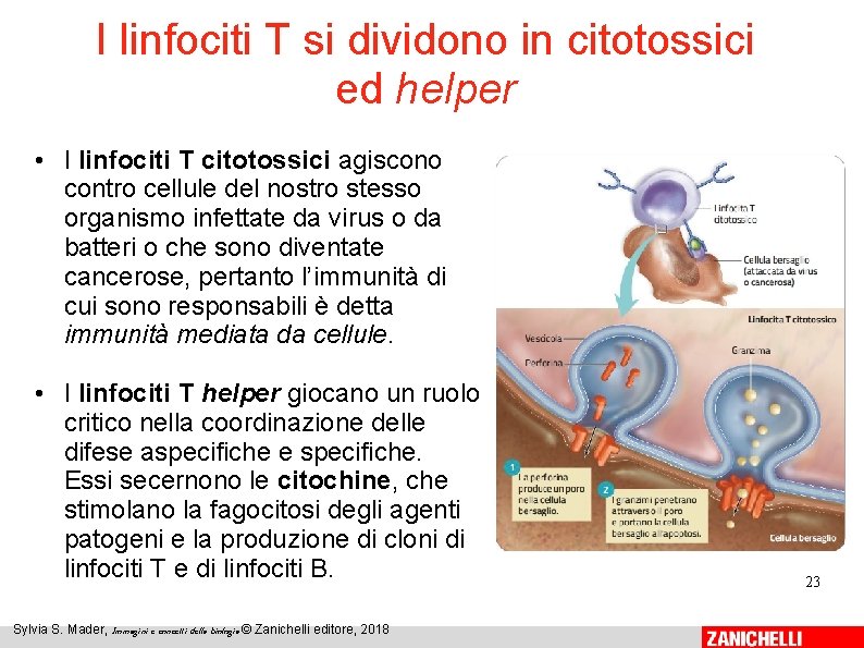 I linfociti T si dividono in citotossici ed helper • I linfociti T citotossici
